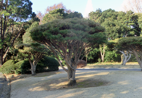 お正月にちなんだ植物といえば いろいろな松ぼっくりを観察してみよう 新宿御苑 一般財団法人国民公園協会