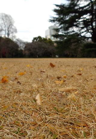 季節で変わる新宿御苑の芝 新宿御苑 一般財団法人国民公園協会