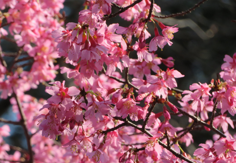 早春の桜が咲いています : 新宿御苑 | 一般財団法人国民公園協会