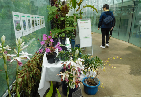 おはよう かわいい新芽ちゃん 絶滅危惧植物展が始まりました 新宿御苑 一般財団法人国民公園協会