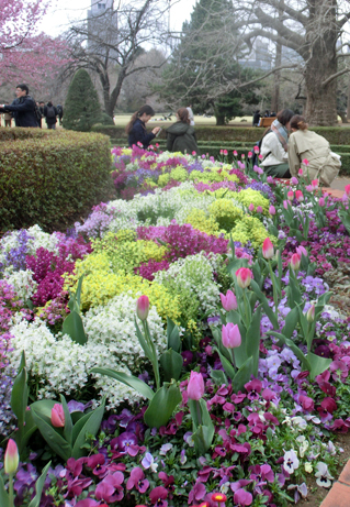 春の彩り 丸花壇と三角花壇で皇室献上チューリップが開花しました 新宿御苑 一般財団法人国民公園協会