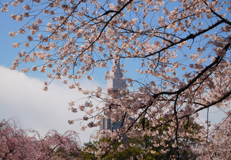 奥ゆかしさの中にも華やかな桜「弁殿」 : 新宿御苑  一般財団法人国民 