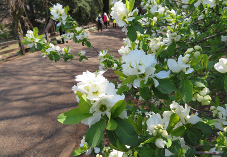 清楚な白 リキュウバイ 新宿御苑 一般財団法人国民公園協会