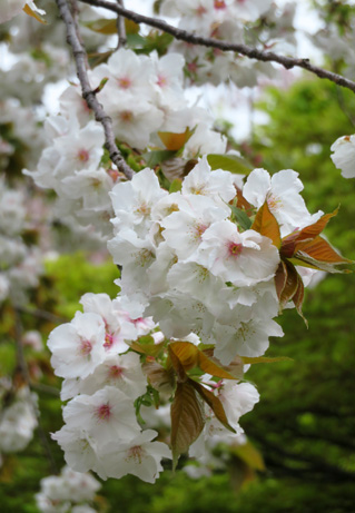 優しく揺れる大輪の桜 タイハク : 新宿御苑 | 一般財団法人国民公園協会