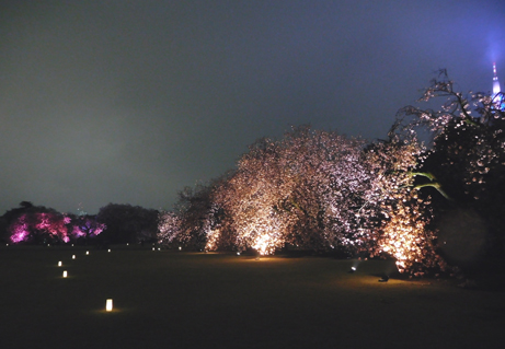 幻想的に浮かぶ桜のライトアップ 新宿御苑 一般財団法人国民公園協会