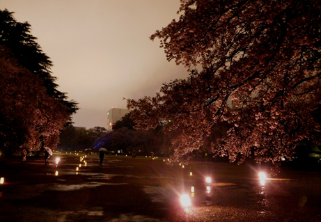 幻想的に浮かぶ桜のライトアップ 新宿御苑 一般財団法人国民公園協会