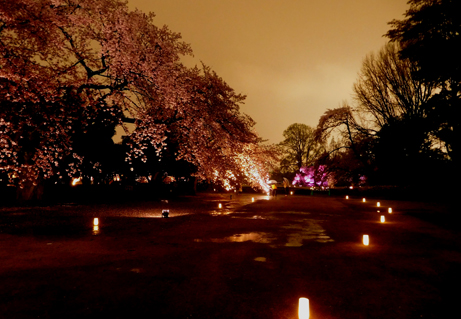 幻想的に浮かぶ桜のライトアップ 新宿御苑 一般財団法人国民公園協会