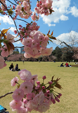 イベ ント 利用案内情報 4月12日号 新宿御苑 一般財団法人国民公園協会