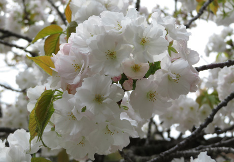 まもなく御苑の桜のベストシーズン ふわふわポンポン 八重桜が咲き進んでいます 新宿御苑 一般財団法人国民公園協会