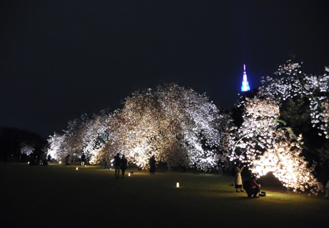 八重桜ライトアップイベント を開催しました 新宿御苑 一般財団法人国民公園協会