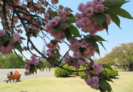 桜シーズンフィナーレ 3種の菊咲きの桜 新宿御苑 一般財団法人国民公園協会