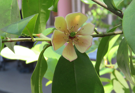 カラタネオガタマが咲いています 新宿御苑 一般財団法人国民公園協会