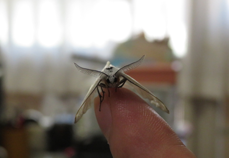 ひらひらチョウチョ いいえ ガです 新宿御苑 一般財団法人国民公園協会