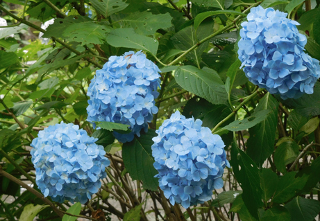 梅雨空に映えるアジサイの花 新宿御苑 一般財団法人国民公園協会