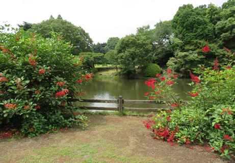 水辺に揺れる赤 アメリカデイゴとサンゴシトウ 新宿御苑 一般財団法人国民公園協会