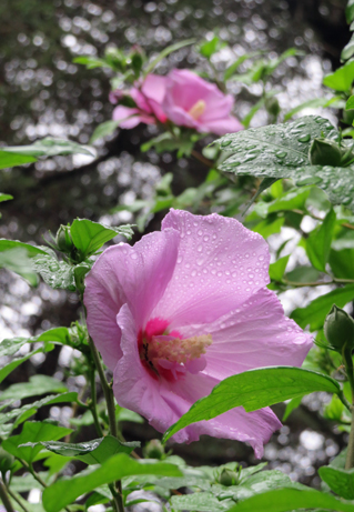 咲きはじめた夏の花 ムクゲ 木槿 新宿御苑 一般財団法人国民公園協会