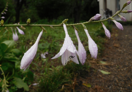 ギボウシの花が咲いています 新宿御苑 一般財団法人国民公園協会
