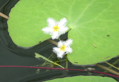 フワフワっとした白い花は 新宿御苑 一般財団法人国民公園協会