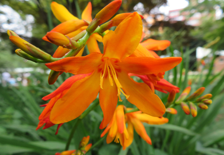 曇り空に映えるヒメヒオウギズイセン 新宿御苑 一般財団法人国民公園協会