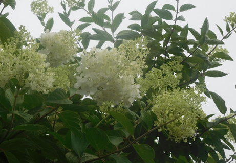 ミナヅキが咲きはじめました 新宿御苑 一般財団法人国民公園協会