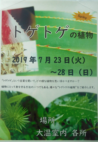大温室で トゲトゲの植物展 を開催しています 新宿御苑 一般財団法人国民公園協会