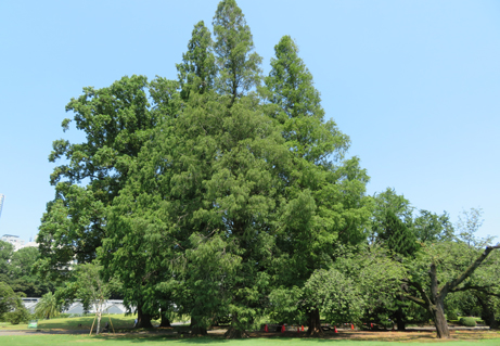 新宿御苑 歴史巨樹シリーズ メタセコイア 新宿御苑 一般財団法人国民公園協会