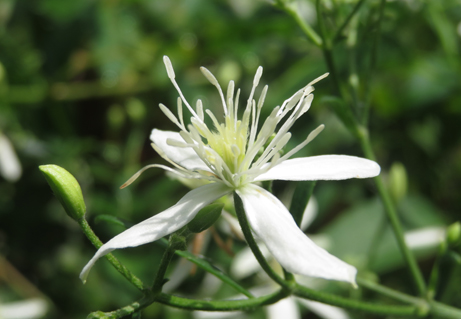 清楚な仙人 センニンソウ 新宿御苑 一般財団法人国民公園協会 清楚な仙人 センニンソウ 新宿御苑 一般財団法人国民公園協会