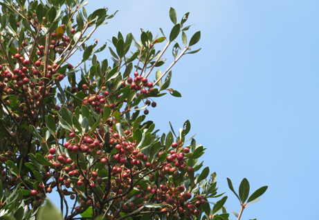 モッコクの赤い実がみごろです 新宿御苑 一般財団法人国民公園協会