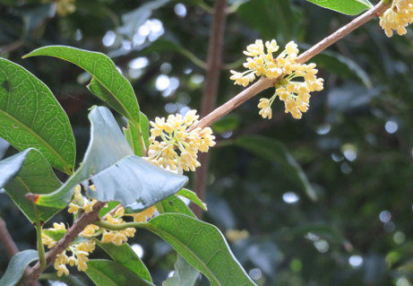 キンモクセイの香りの季節です 新宿御苑 一般財団法人国民公園協会
