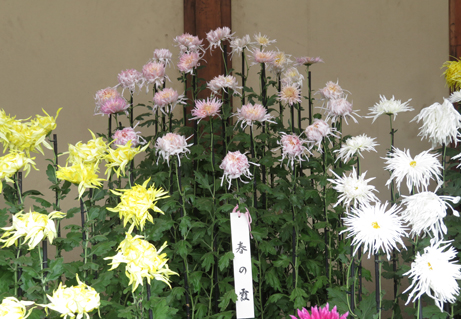 江戸菊花壇 新宿御苑 一般財団法人国民公園協会