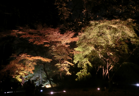 紅葉のライトアップがはじまりました 新宿御苑 一般財団法人国民公園協会