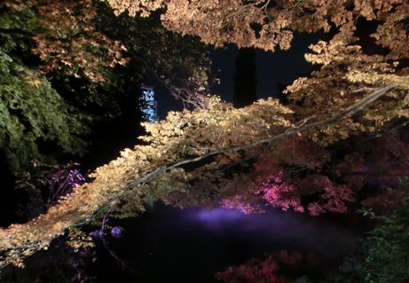 紅葉のライトアップがはじまりました 新宿御苑 一般財団法人国民公園協会