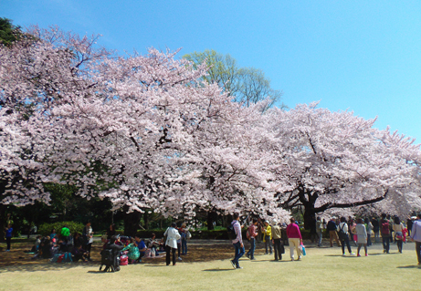 桜 新宿御苑 一般財団法人国民公園協会