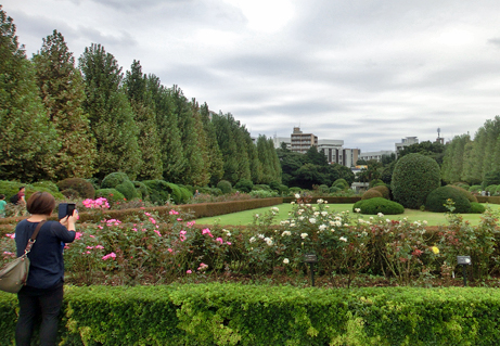 秋のみどころ 新宿御苑 一般財団法人国民公園協会