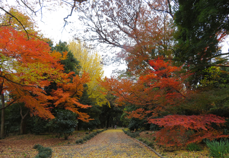 紅葉 新宿御苑 一般財団法人国民公園協会