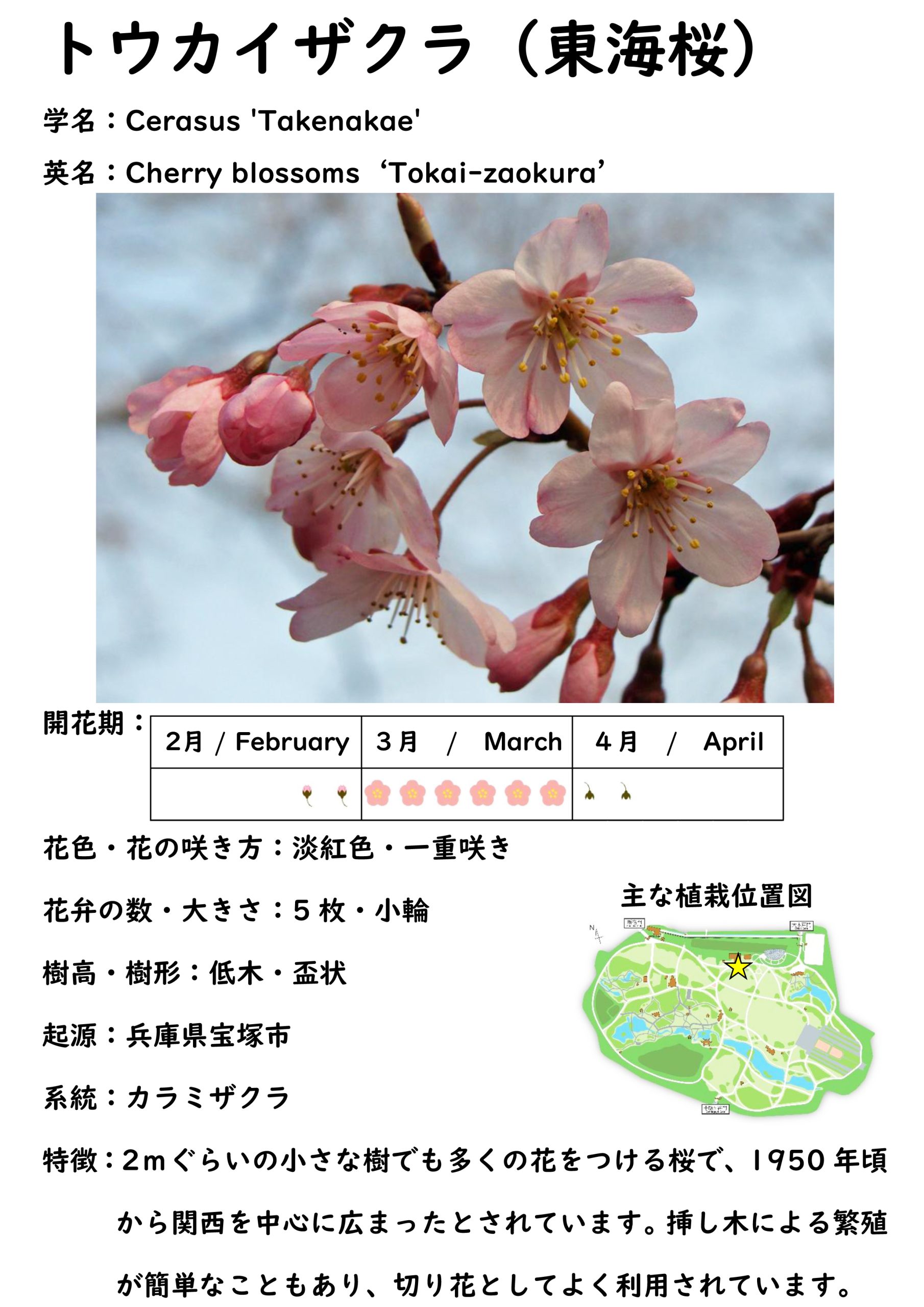 桜図鑑 : 新宿御苑 | 一般財団法人国民公園協会
