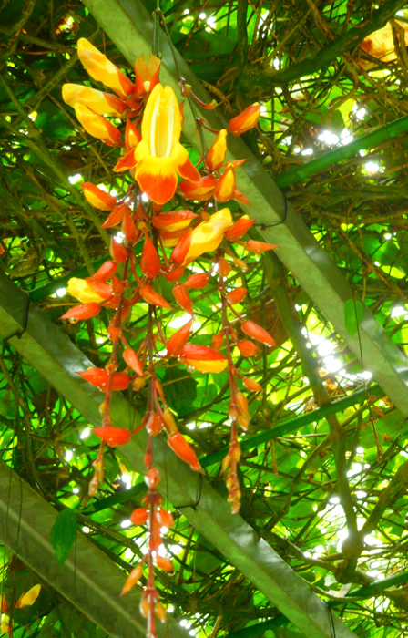 温室植物の開花情報 4月1日 新宿御苑 一般財団法人国民公園協会