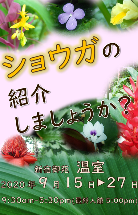 温室で ショウガの紹介しましょうか 展を開催 新宿御苑 一般財団法人国民公園協会