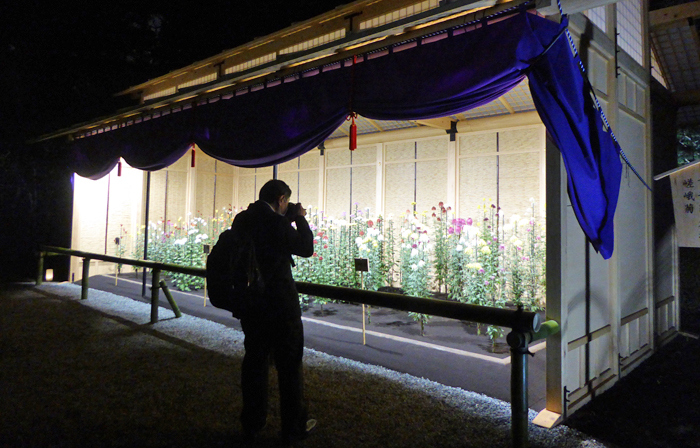 菊花壇ライトアップがはじまりました 新宿御苑 一般財団法人国民公園協会