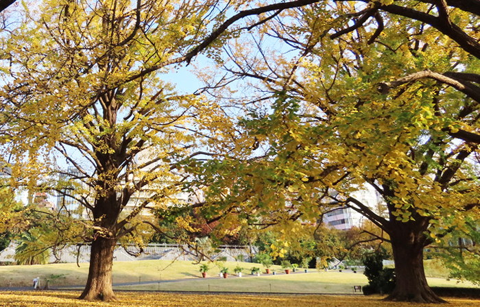 紅葉 新宿御苑 一般財団法人国民公園協会