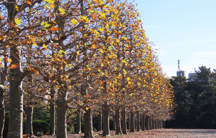 紅葉 新宿御苑 一般財団法人国民公園協会