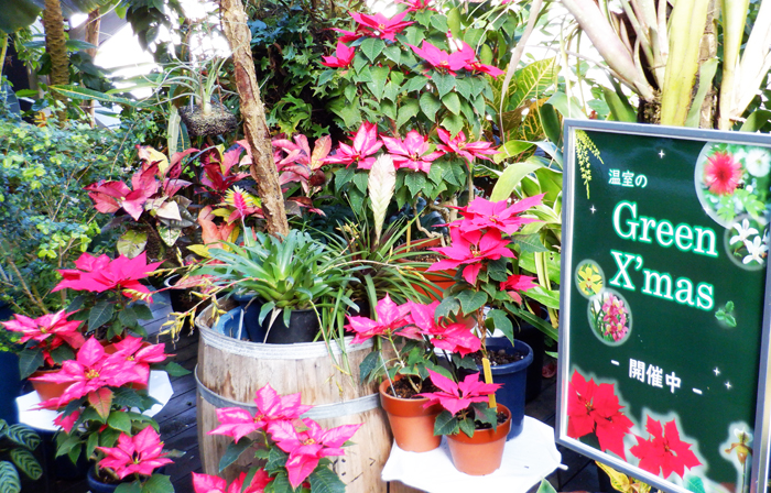 温室植物のみどころ情報 12月16日号 新宿御苑 一般財団法人国民公園協会