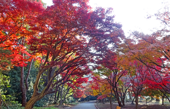 紅葉 新宿御苑 一般財団法人国民公園協会