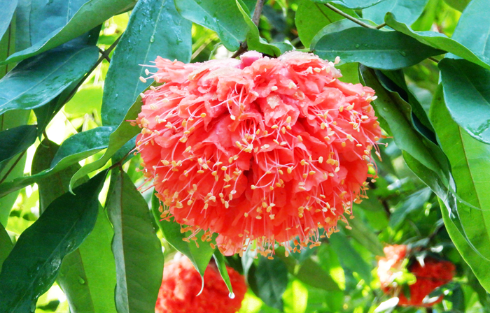 温室 新宿御苑 一般財団法人国民公園協会