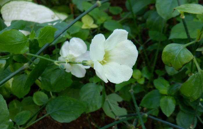 温室植物の開花情報 2月17日号 新宿御苑 一般財団法人国民公園協会