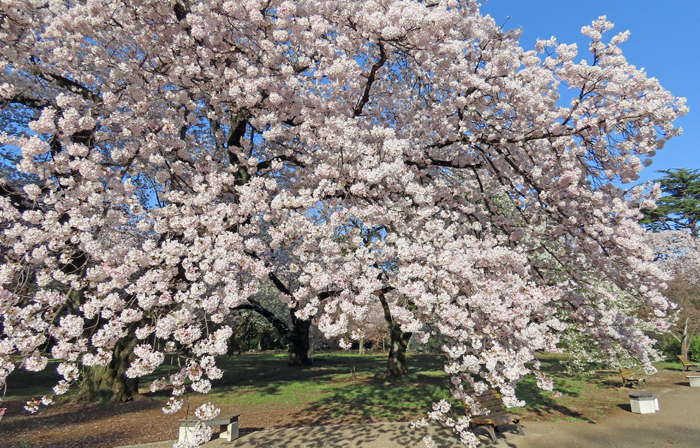 桜 新宿御苑 一般財団法人国民公園協会