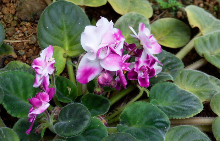 温室植物の開花情報 4月14日号 新宿御苑 一般財団法人国民公園協会