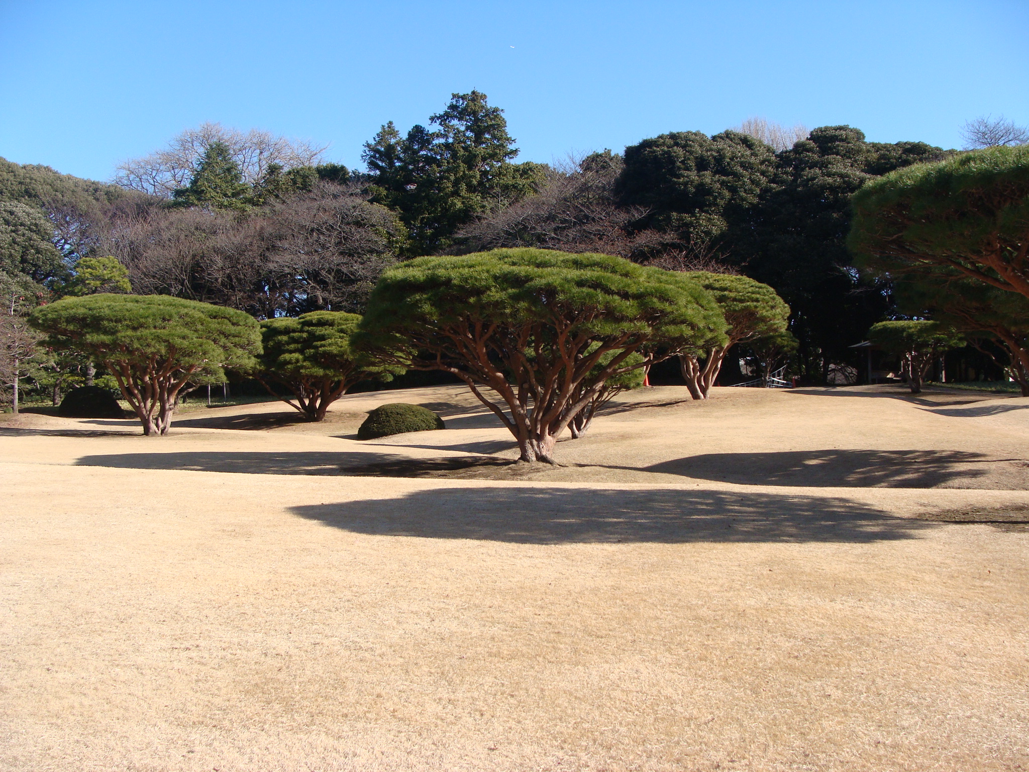 庭園を守るお仕事通信3月号 植生班 新宿御苑 一般財団法人国民公園協会