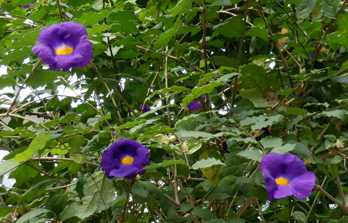 温室植物の開花情報 6月3日号 新宿御苑 一般財団法人国民公園協会