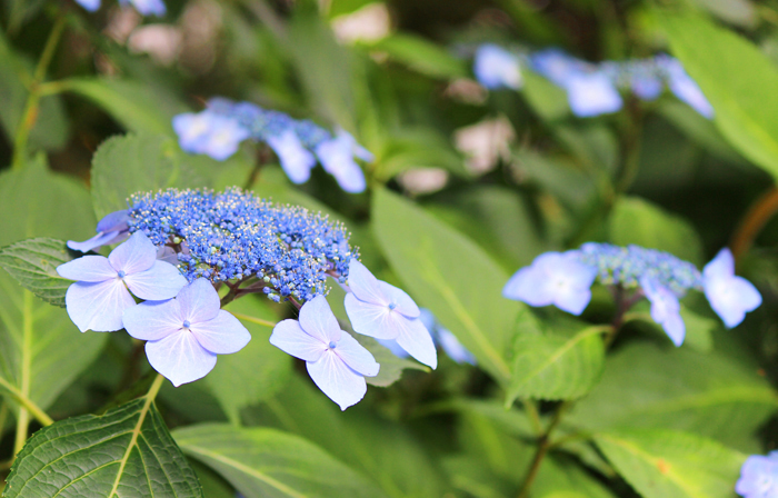 季節のみどころ情報 6月4日号 新宿御苑 一般財団法人国民公園協会